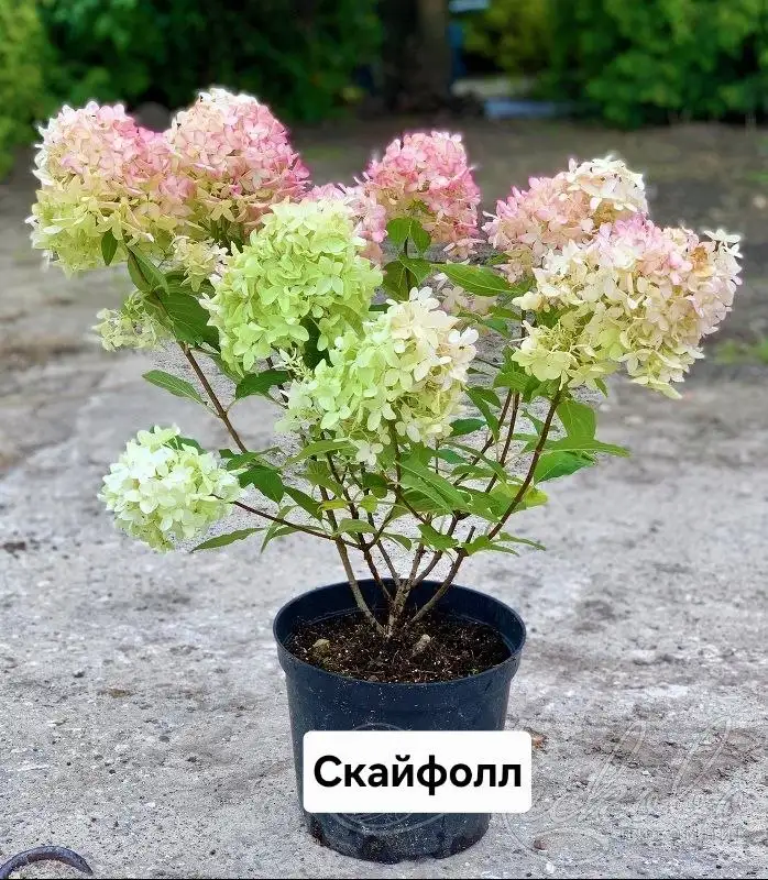 Саженцы гортензии и спиреи от 500 руб. - Растения (Хобби и отдых) в Братск