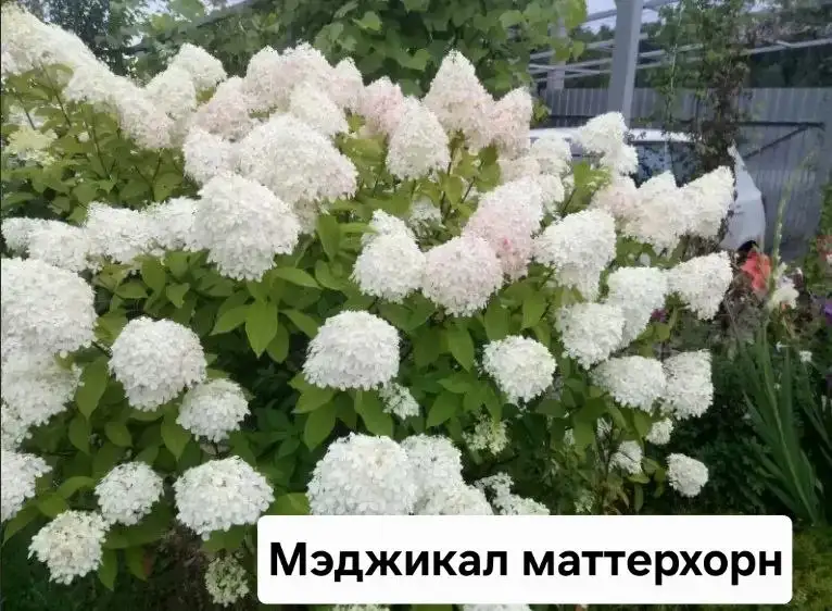 Саженцы гортензии и спиреи от 500 руб. - Растения (Хобби и отдых) в Братск