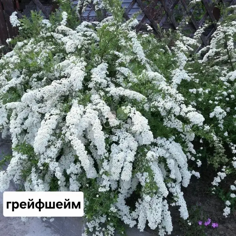 Саженцы гортензии и спиреи от 500 руб. - Растения (Хобби и отдых) в Братск