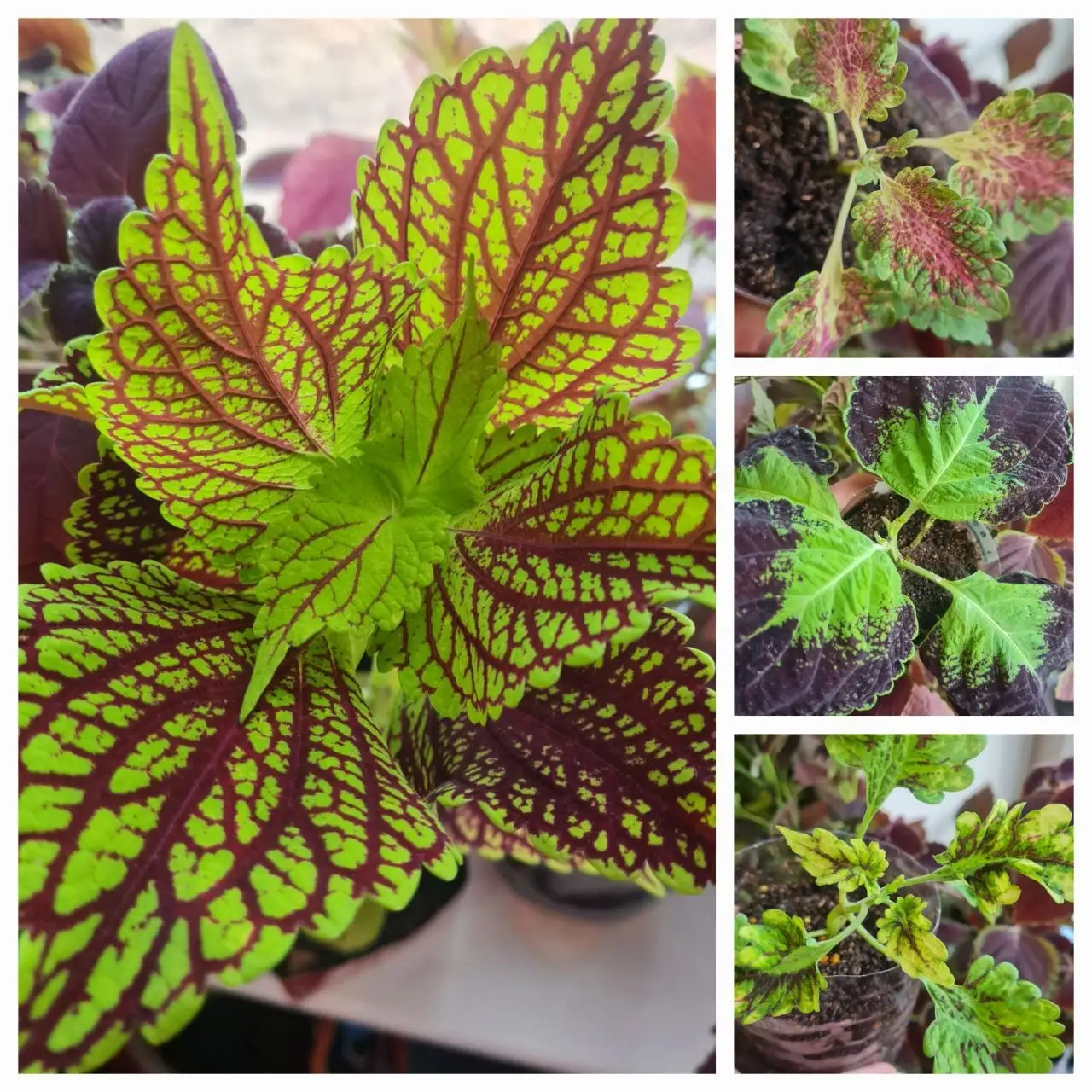 Продажа колеусов и срезов - Растения (Для дома и дачи) в Братск