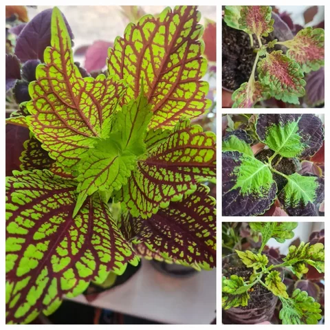 Продажа колеусов и срезов - Детские товары в Братск