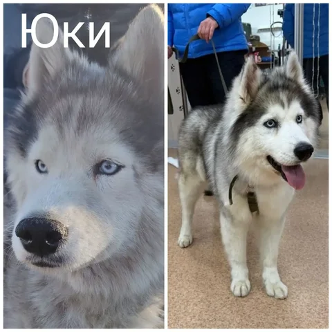 Юки ищет семью - частное объявление в Братск