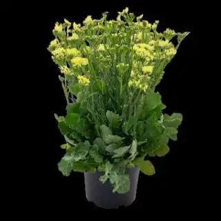Статица низкорослая горшечная - Комнатные растения (Растения) в Братск