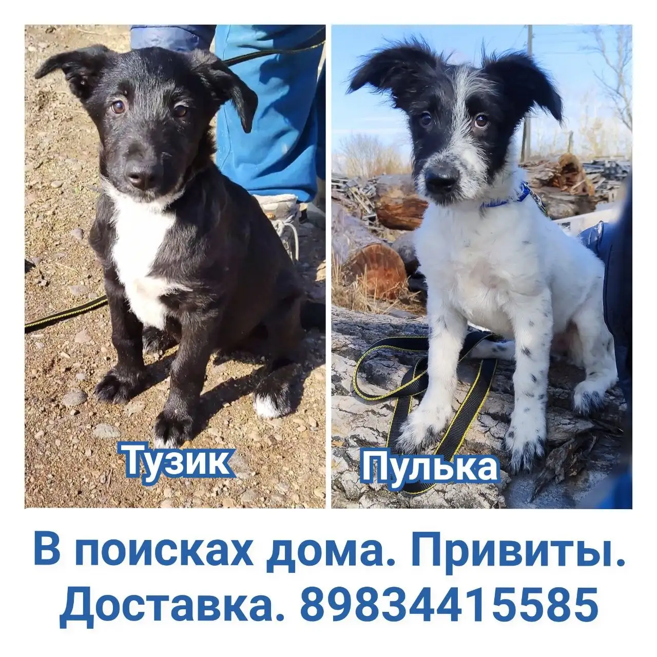 Тузик и Пулька — щенки в добрые руки - Кошки и собаки в добрые руки (Животные) в Неизвестно
