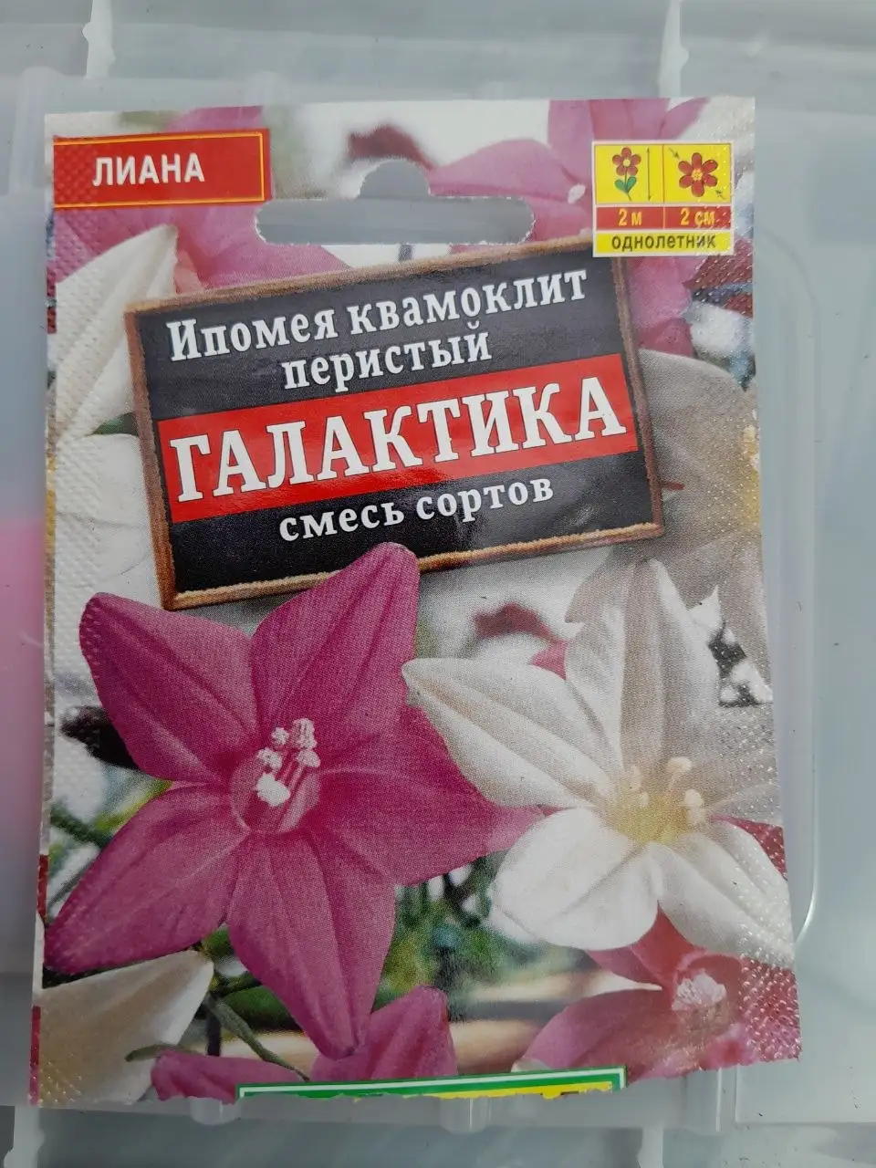 Продажа рассады цветов - Растения в Братск