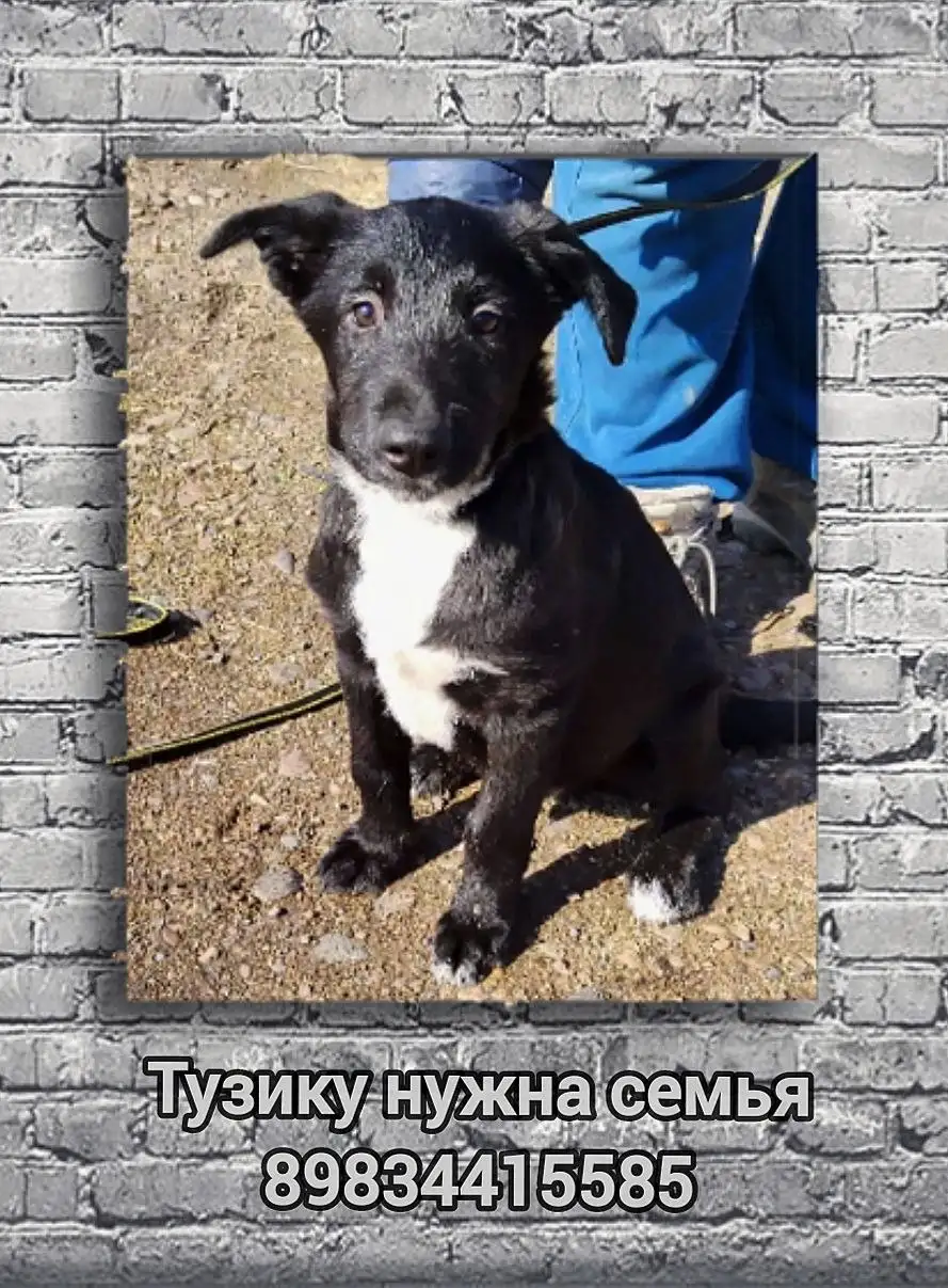 Щенок Тузик ищет дом - Животные в Братск