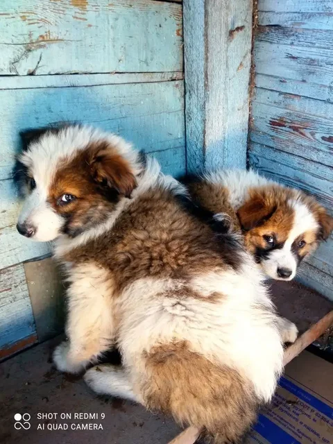 Ищем родителей для котят - Животные в Братск