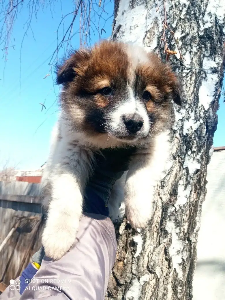 Ищем родителей для котят - Кошки (Животные) в Братск