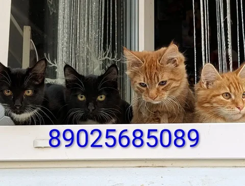 Котята ищут дом - Животные в Братск
