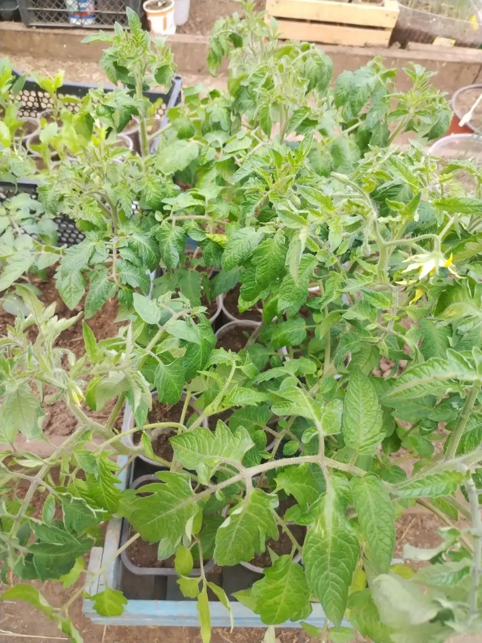 Продажа рассады в Братске - Растения и рассада (Для дома и дачи) в Братск