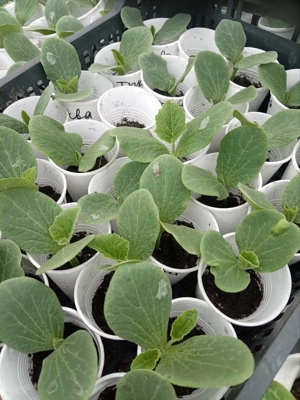 Продажа рассады кукурузы, кабачков, патиссонов, тыквы - Рассада (Для дома и дачи) в Порожки