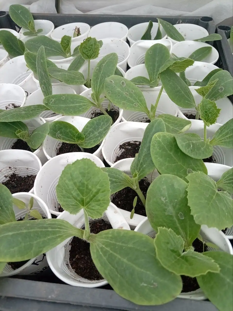 Продажа рассады кукурузы, кабачков, патиссонов, тыквы - Рассада (Для дома и дачи) в Порожки