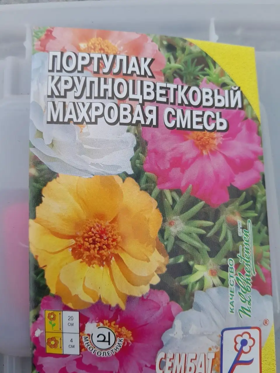 Продажа рассады цветов - Растения (Хобби и отдых) в Братск