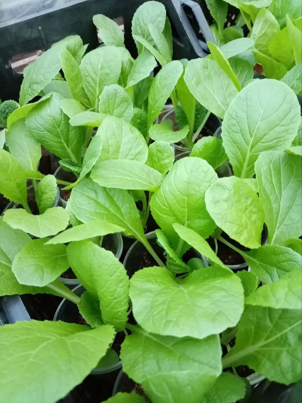 Продажа рассады в Порожках - Рассада (Для дома и дачи) в Порожки