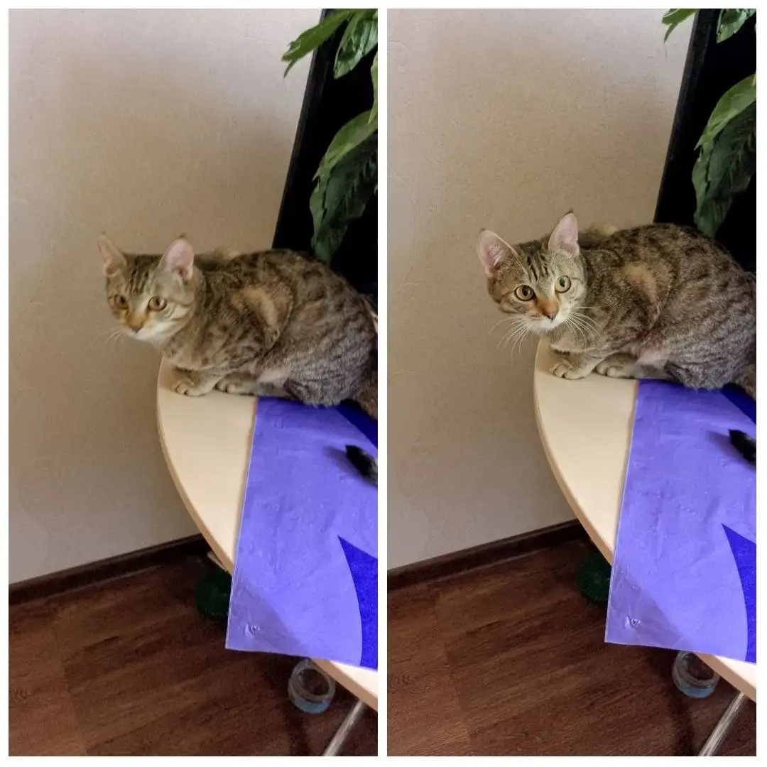 Котик 8 месяцев ищет дом - Кошки (Животные) в Братск