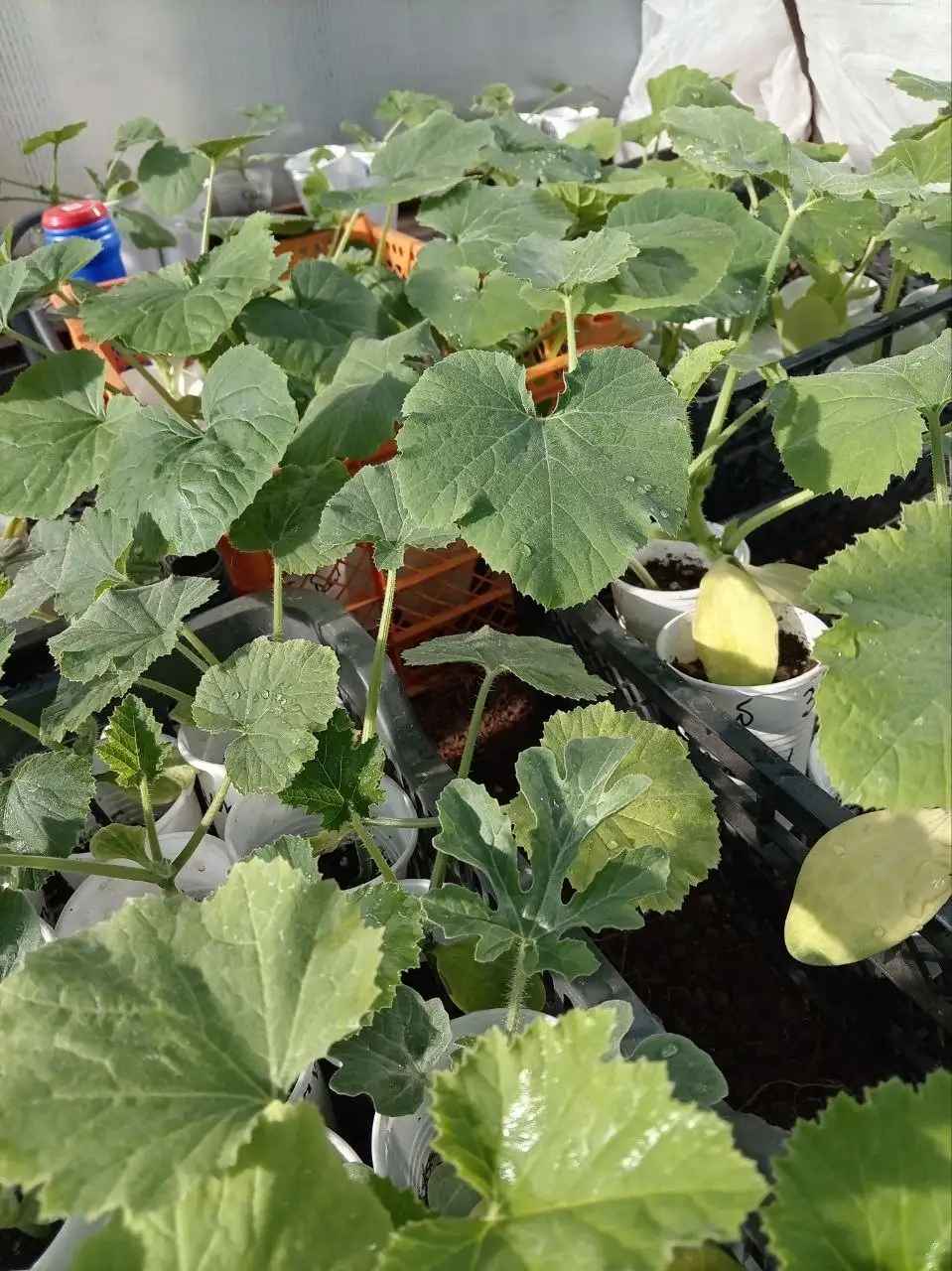 Продажа рассады овощей - Рассада (Для дома и дачи) в Братск