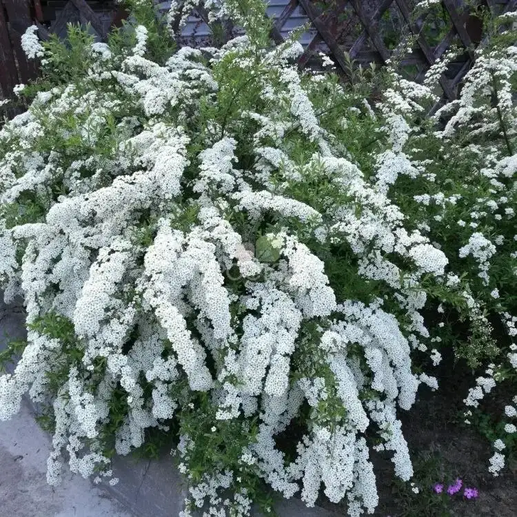 Продам саженцы спиреи - Растения (Для дома и дачи) в Братск