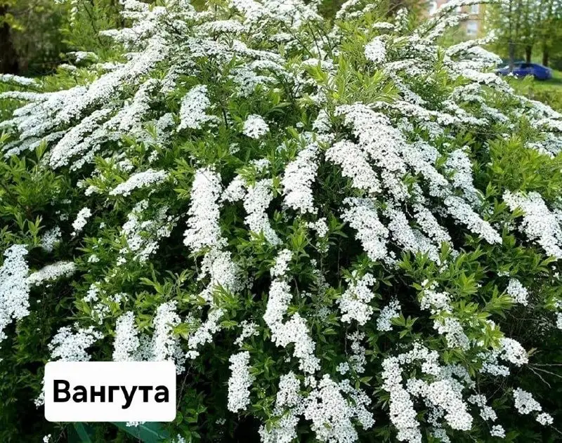 Продам саженцы спиреи - Растения (Для дома и дачи) в Братск