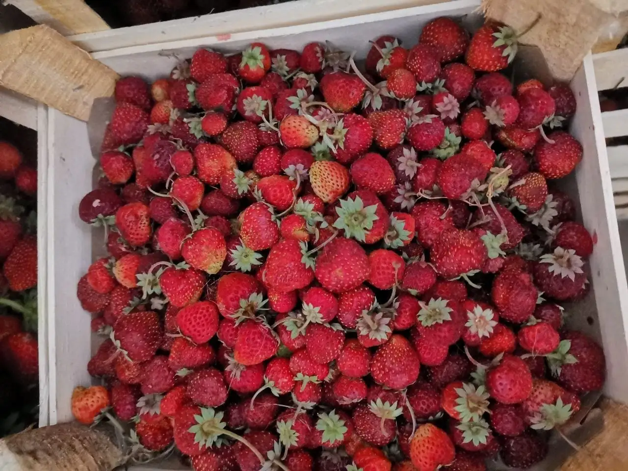 Привоз ягоды из Киргизии в Братске - Фрукты и овощи (Продукты питания) в Братск