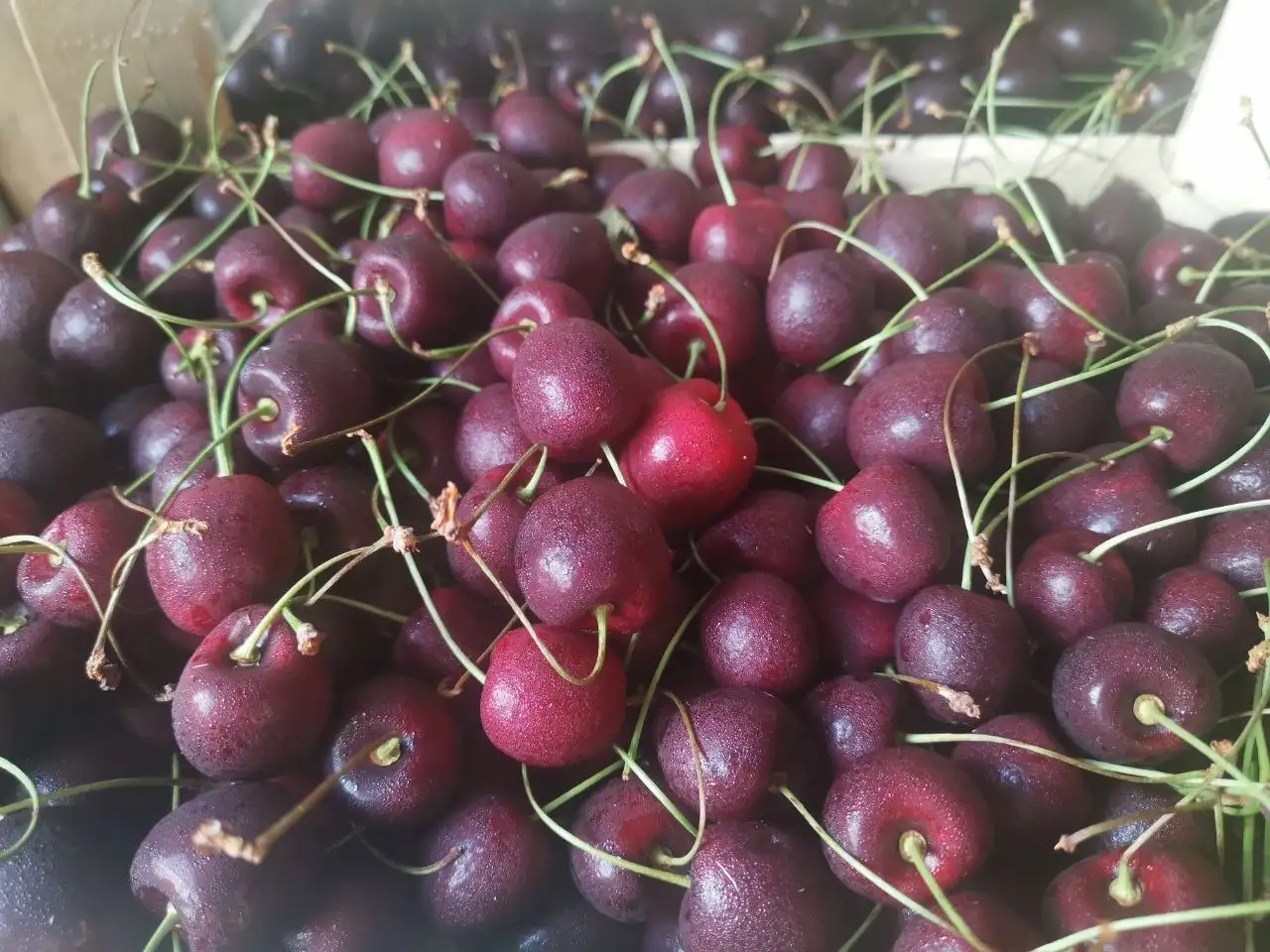 Свежий привоз ягоды из Киргизии в Братске - Ягоды (Продукты питания) в Братск