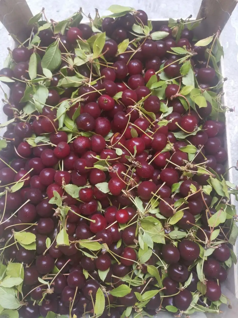 Свежий привоз ягоды из Киргизии в Братске - Ягоды (Продукты питания) в Братск