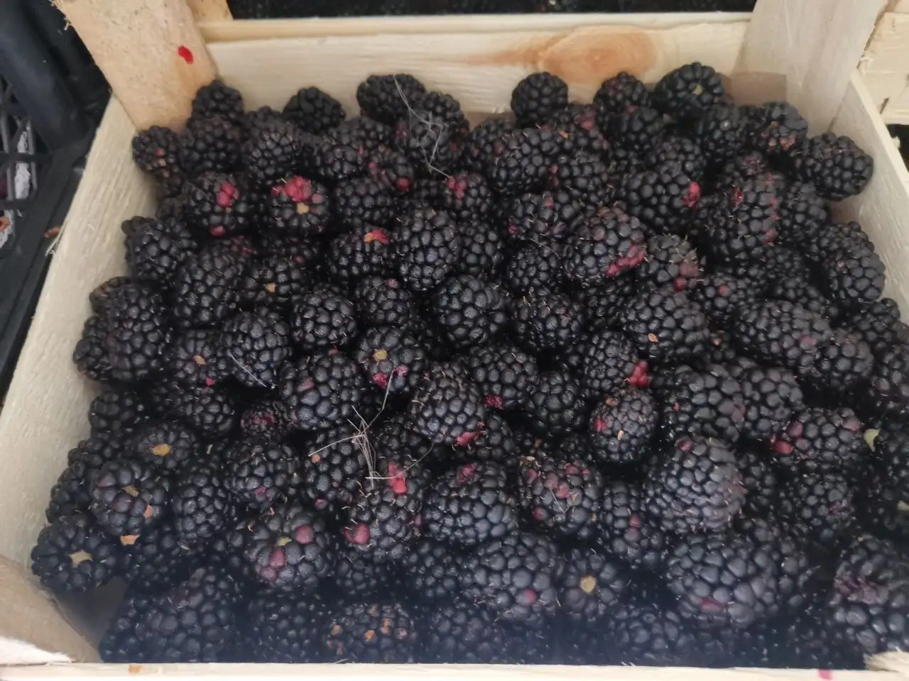 Привоз свежих ягод из Киргизии в Братске - Ягоды (Продукты) в Братск