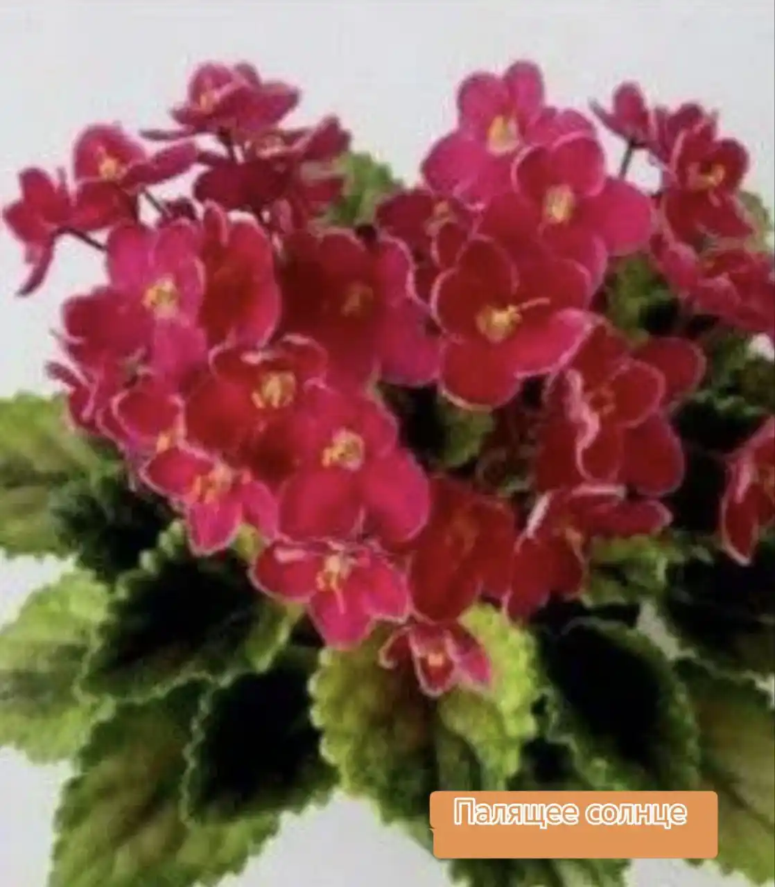 Продам детки фиалок