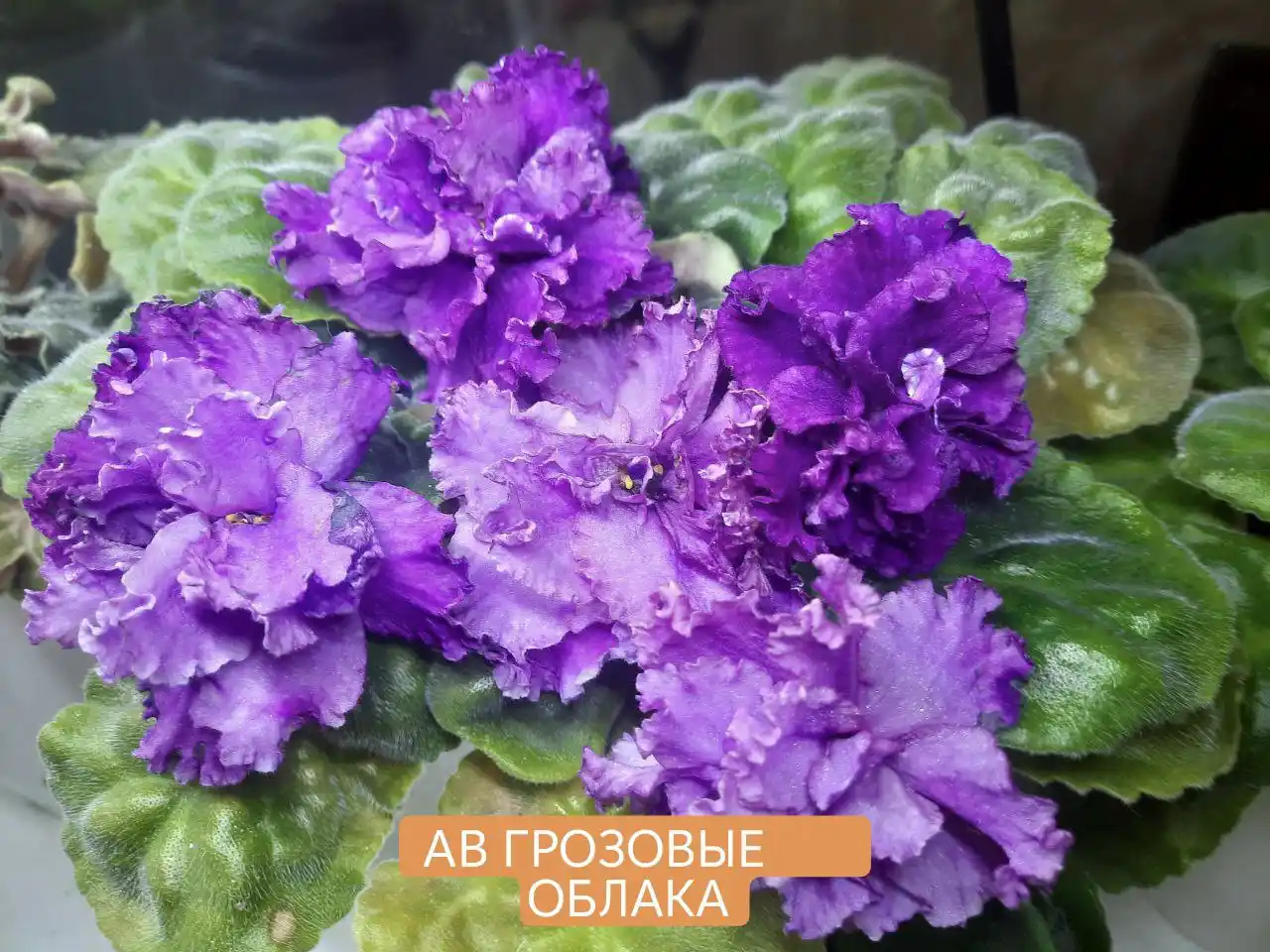 Продам детки фиалок