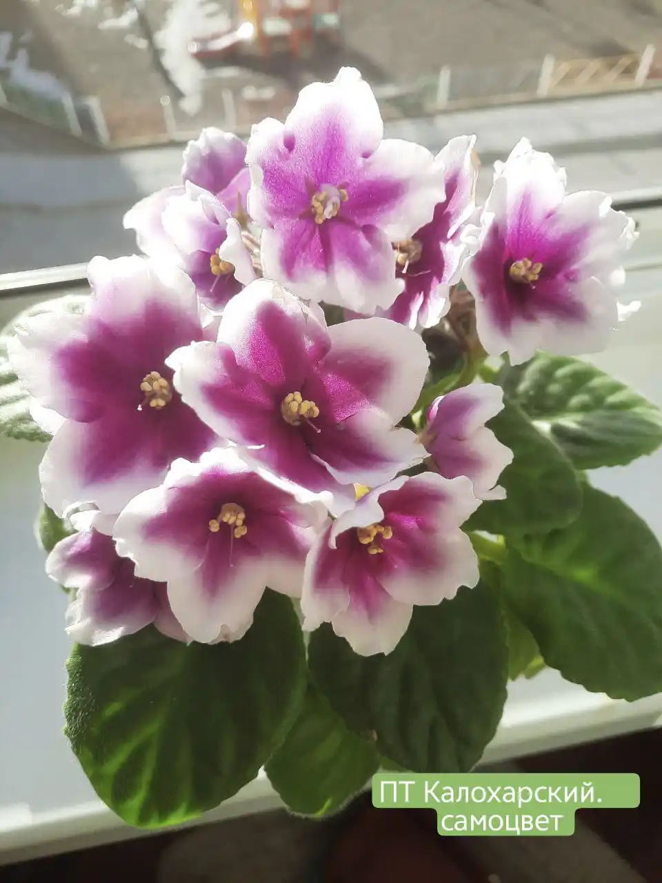 Продам детки фиалок