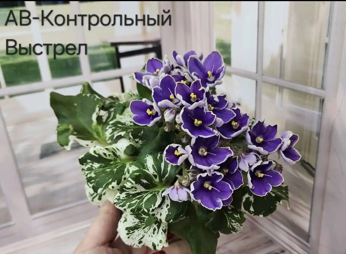 Продам детки фиалок