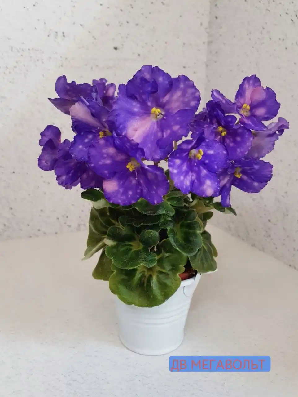 Продам детки фиалок