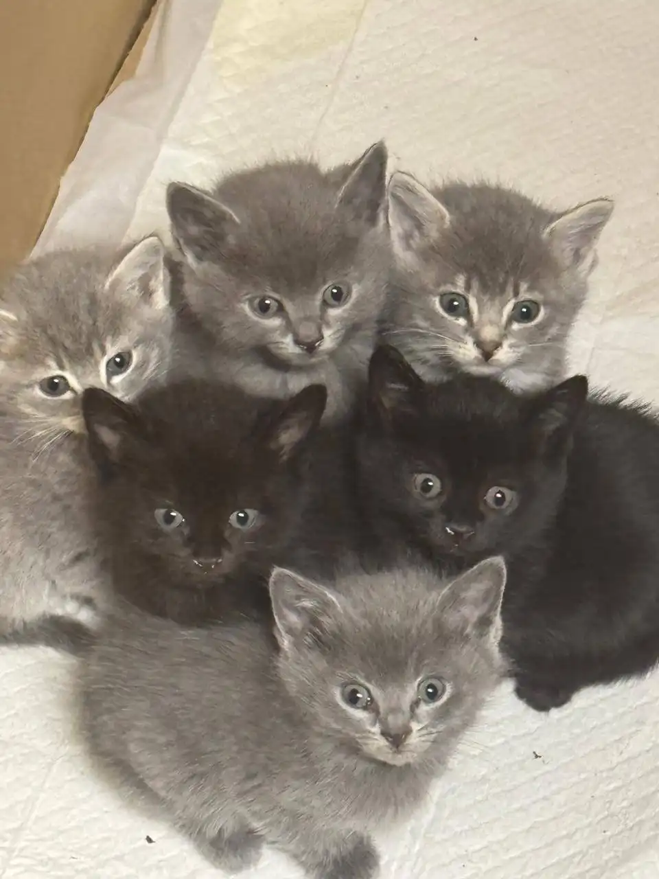 В добрые руки