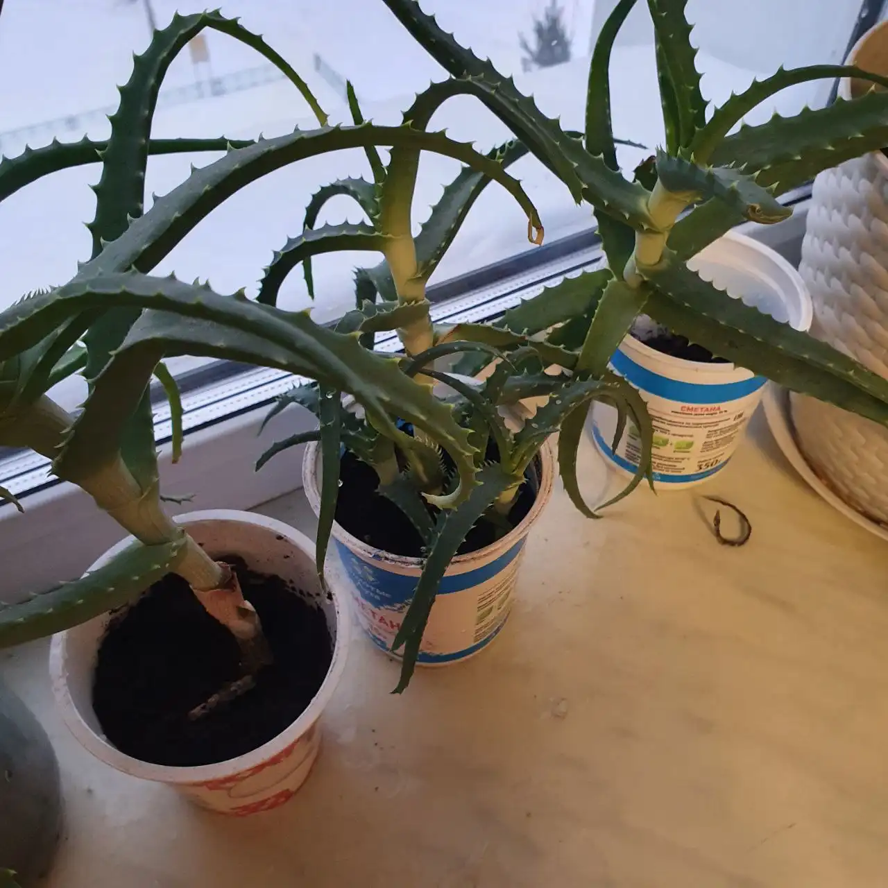 Продажа отростков комнатных растений