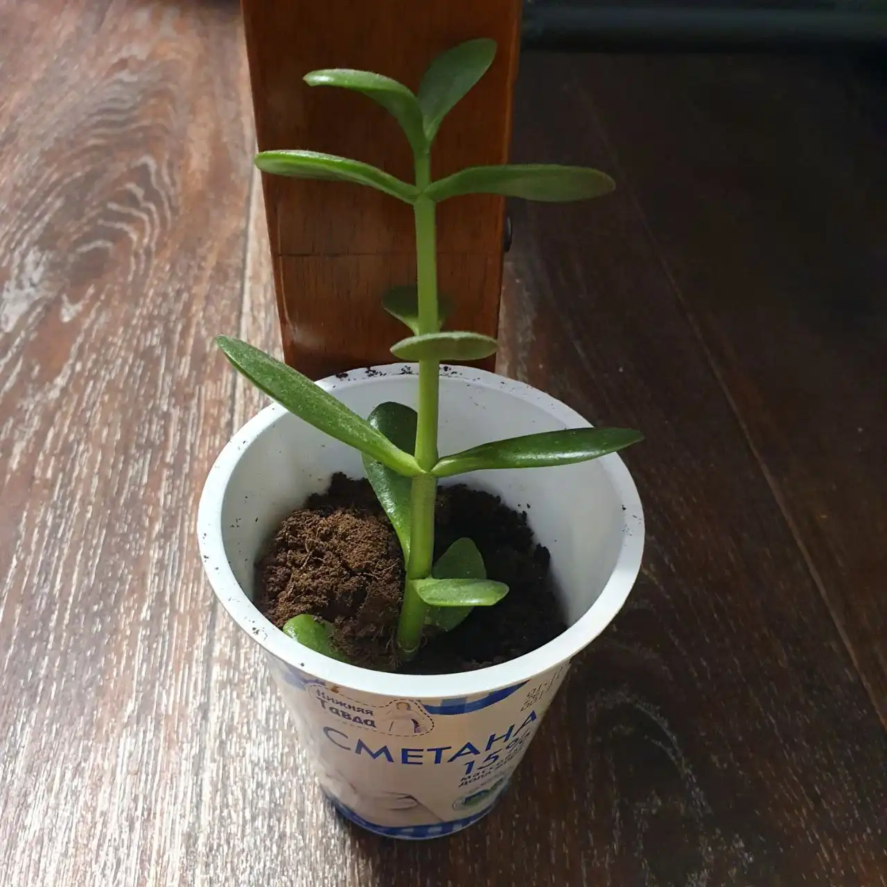 Продажа отростков комнатных растений