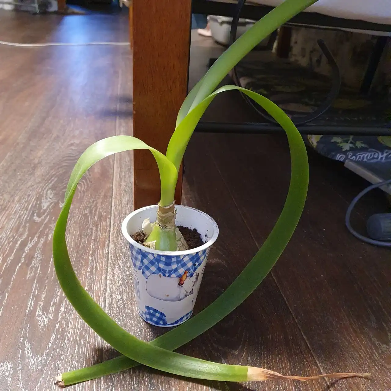 Продажа отростков комнатных растений