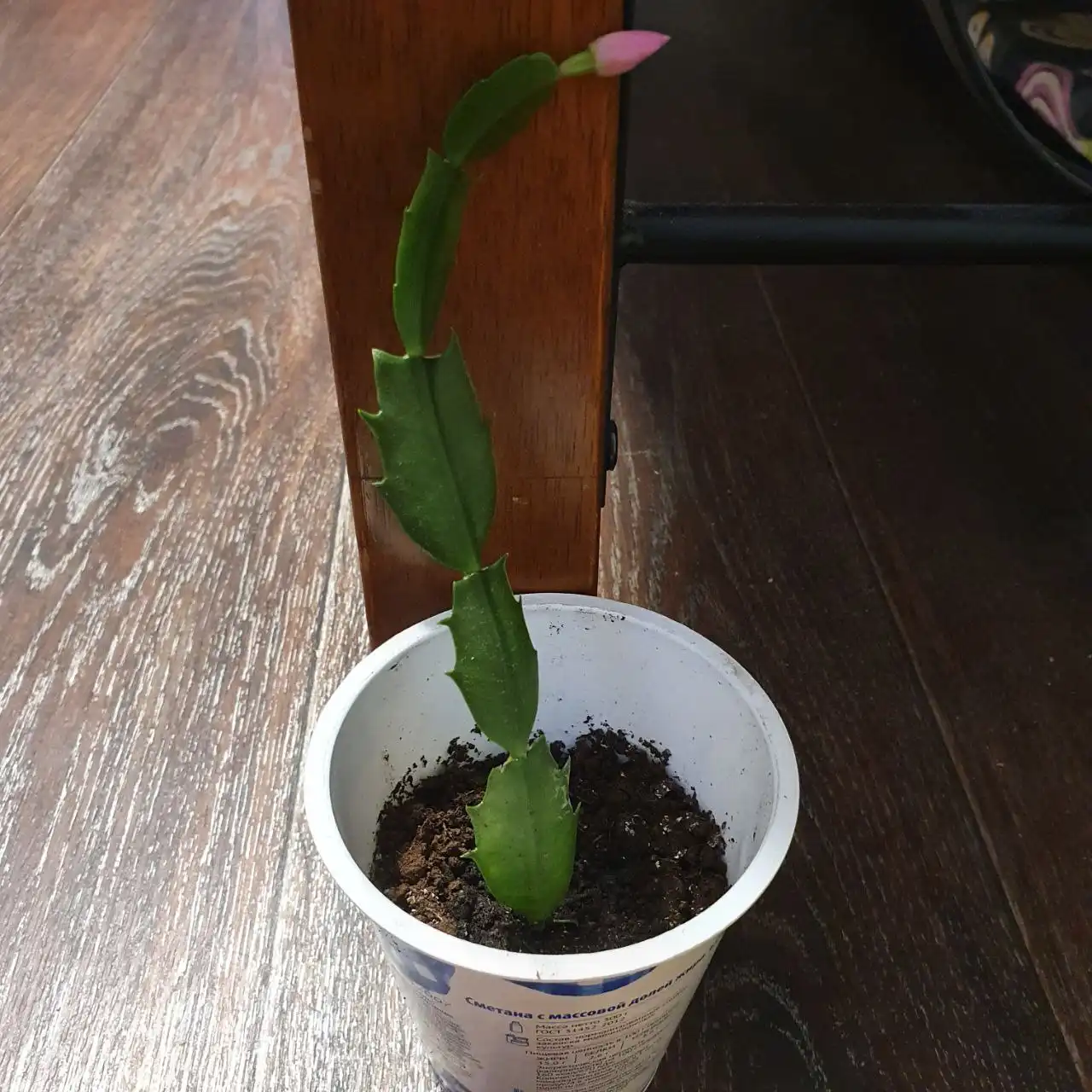 Продажа отростков комнатных растений