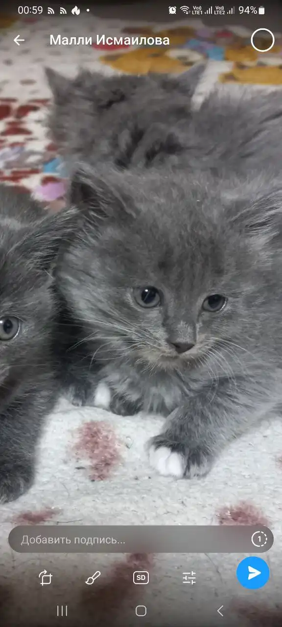 Отдам в добрые руки котенка - Кошки (Животные) в Нижневартовск