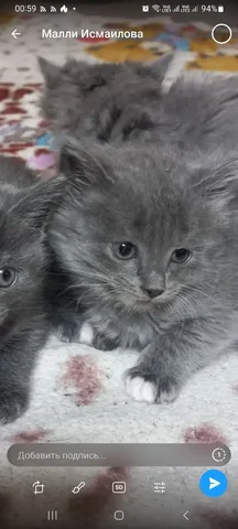 Отдам в добрые руки котенка - Собаки в Нижневартовск