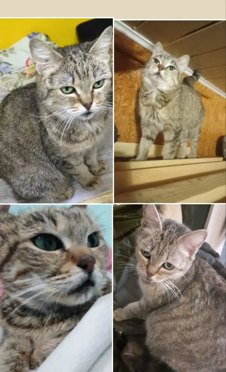 Кошка Муся ищет семью - Кошки (Животные) в Мегион