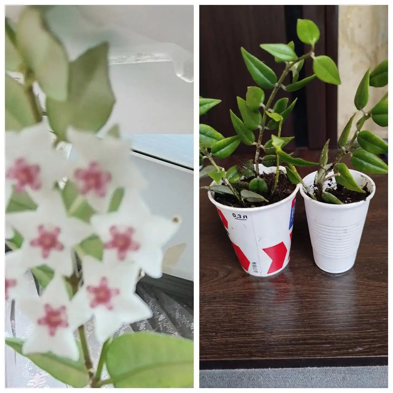 Продажа Хойи-Беллы с цветением - Растения (Хобби и отдых) в Нижневартовск