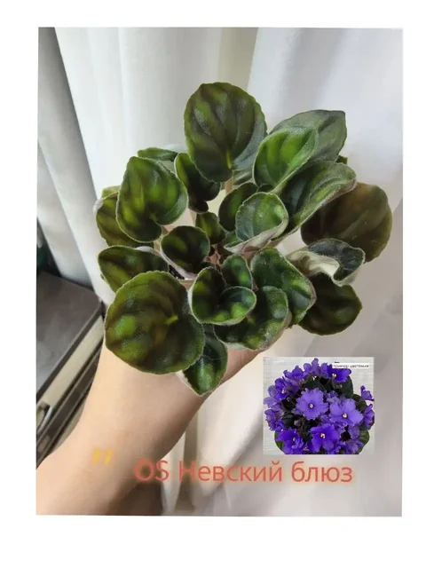 Продам фиалки - Хобби и отдых в Нижневартовск