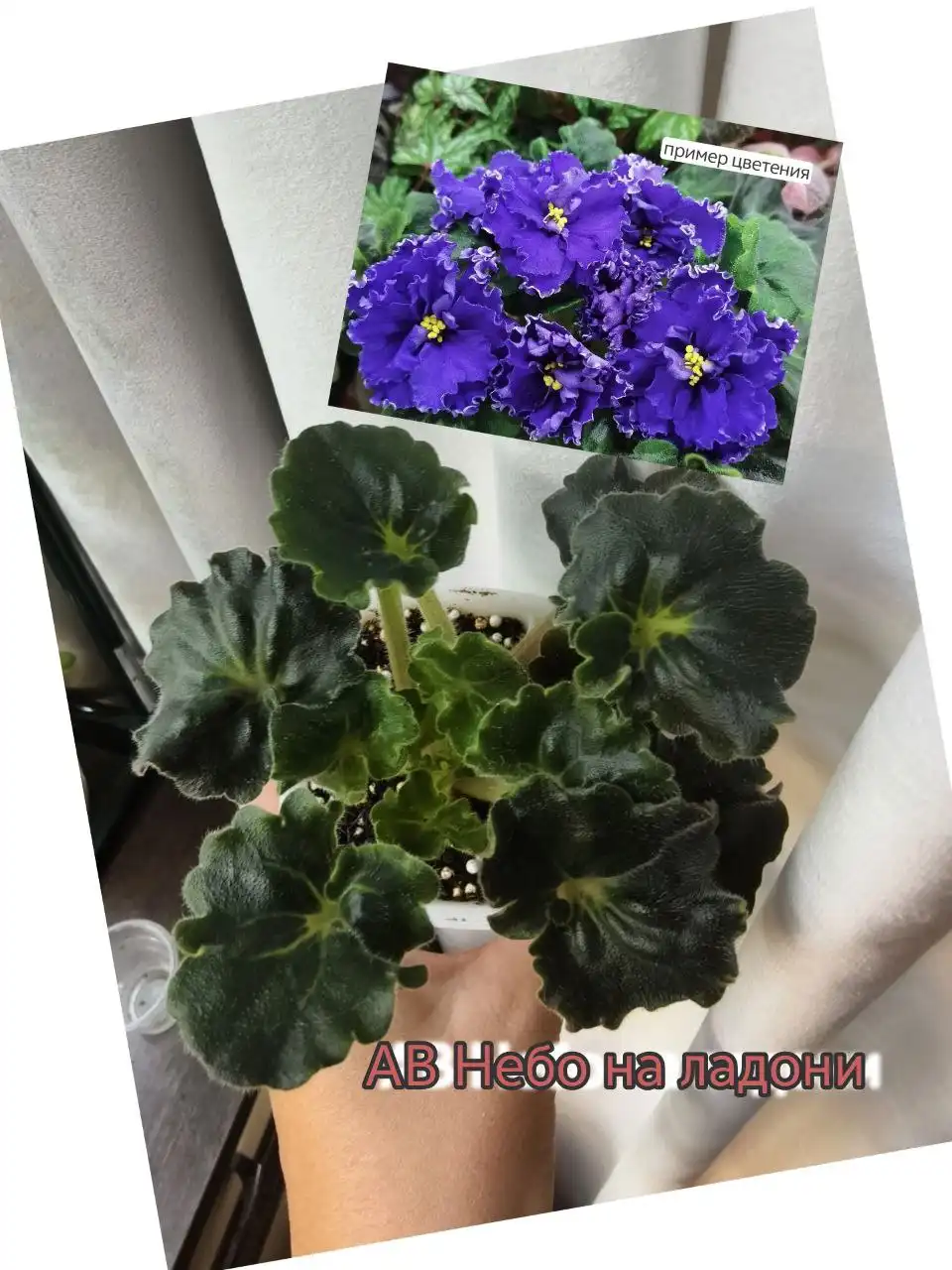 Продам фиалки - Растения (Хобби и отдых) в Нижневартовск