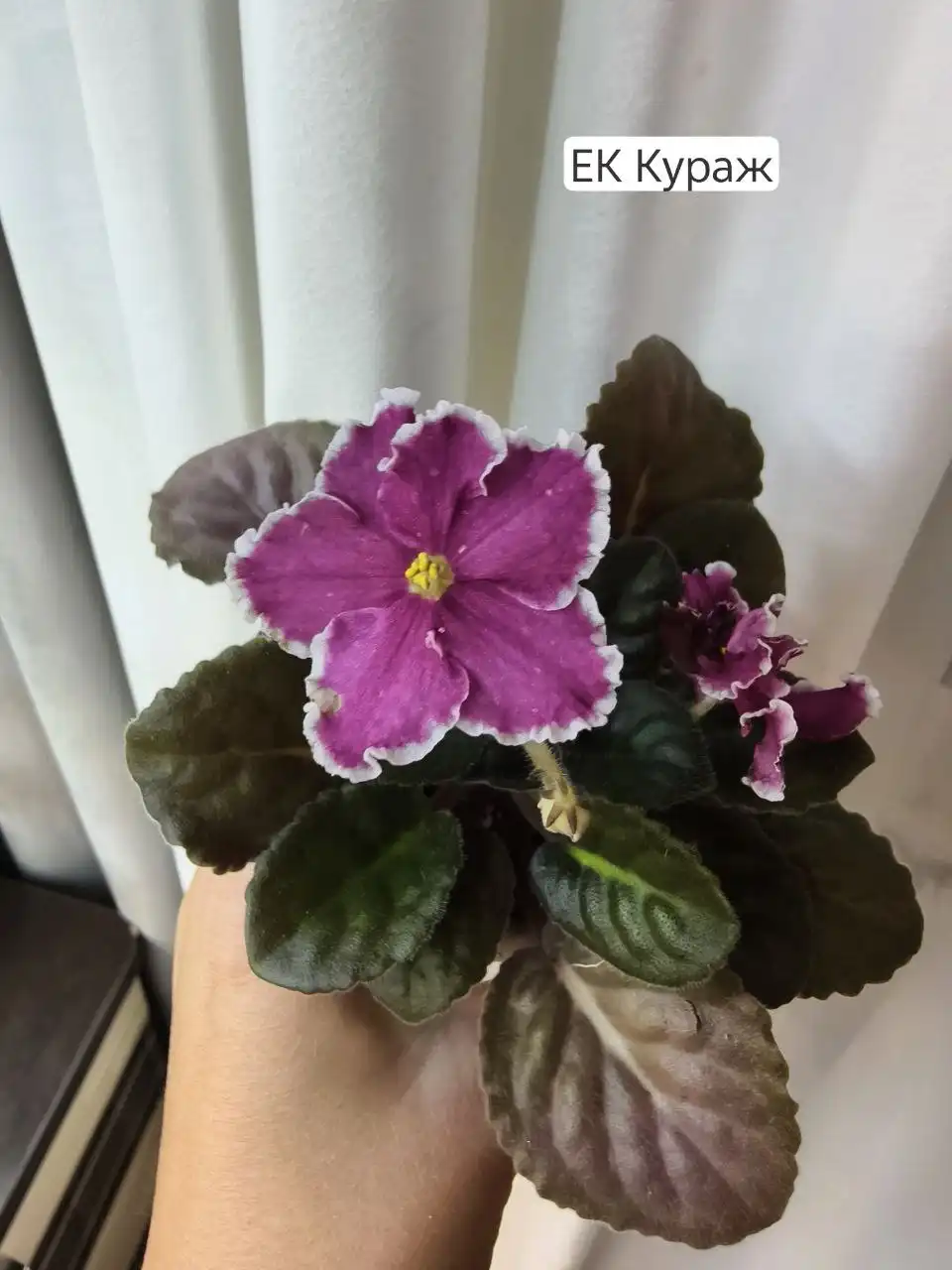 Продам фиалки - Растения (Хобби и отдых) в Нижневартовск