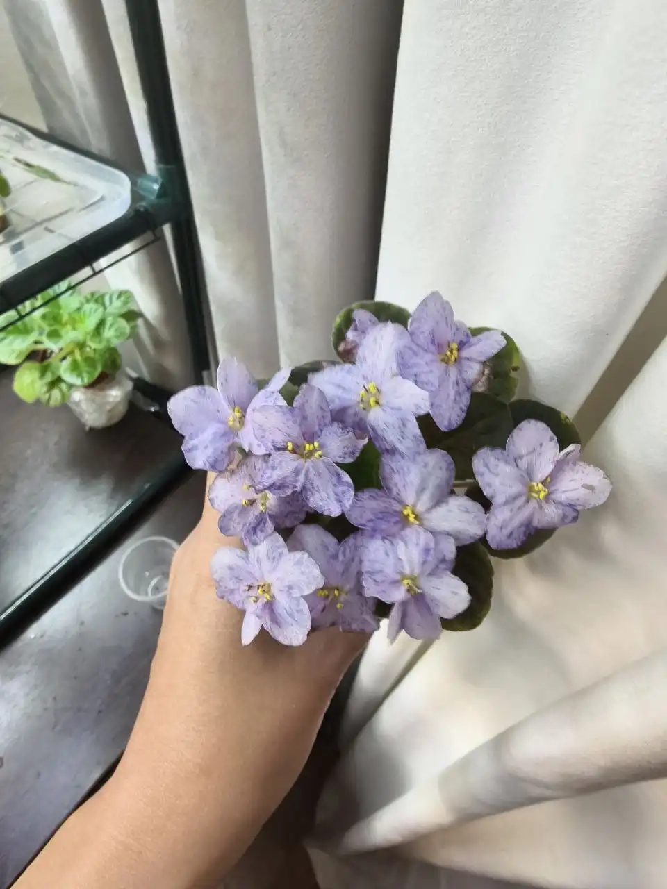 Продам фиалки - Растения (Хобби и отдых) в Нижневартовск