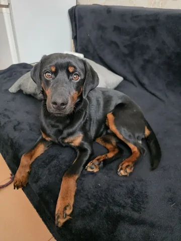 Ищу семью для немецкой овчарки Германа - Собаки в Нижневартовск