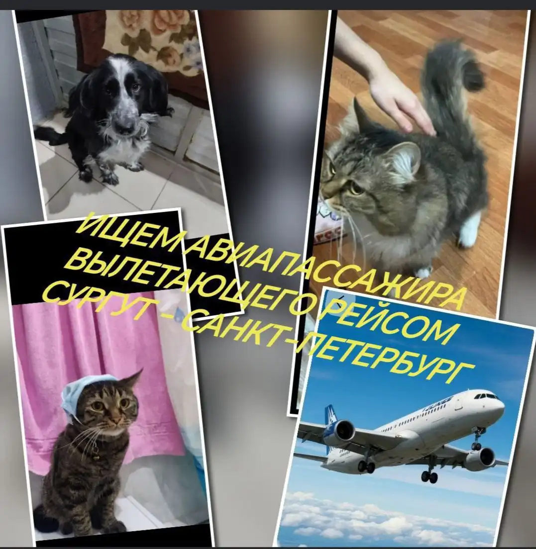 Услуги по оформлению животных на рейс Сургут-Санкт-Петербург - Транспортные услуги (Услуги) в Нижневартовск