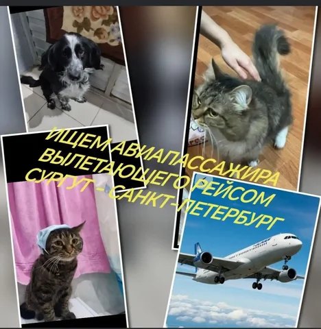 Услуги по оформлению животных на рейс Сургут-Санкт-Петербург - Клининговые услуги в Нижневартовск