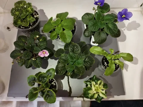 Продам фиалки различных сортов - Хобби и отдых в Нижневартовск