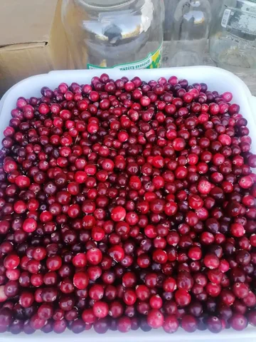 Клюква крупная спелая 5 литров - Хобби и отдых в Нижневартовск