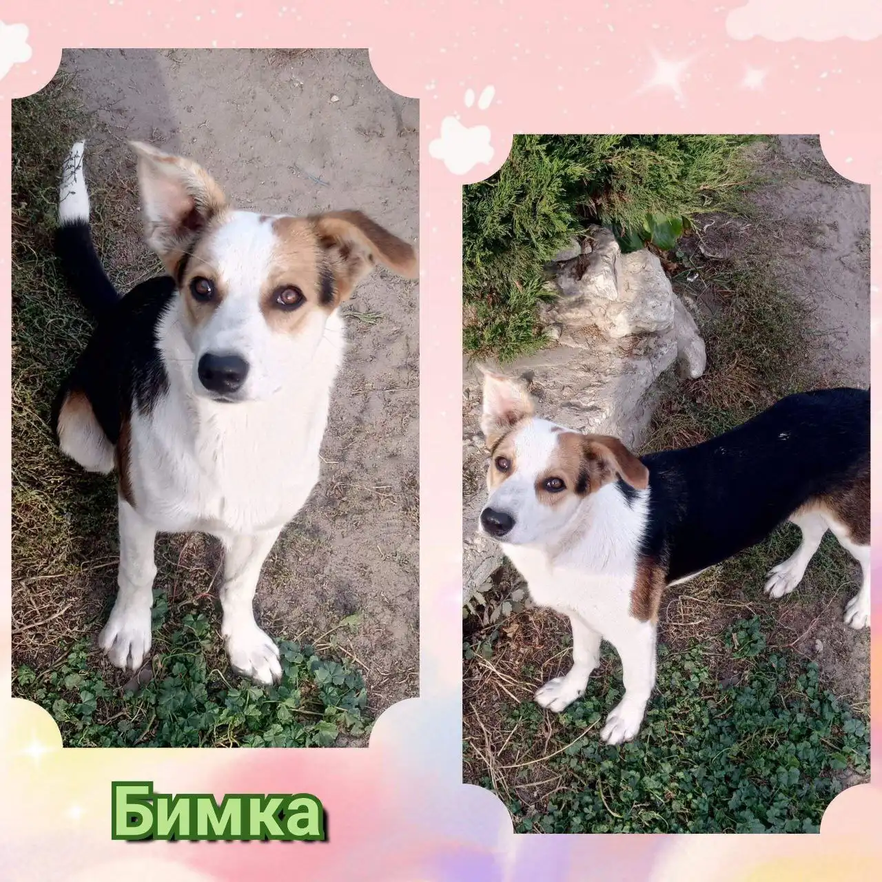 Щенок Бимка ищет дом в Саратове